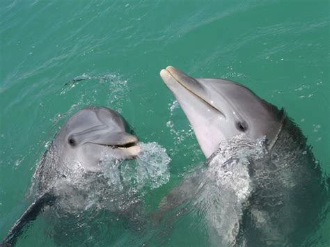 Interspecific aggression in dolphins | Noldus