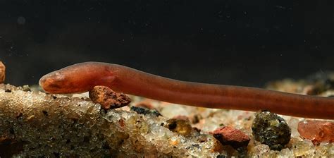 Swamp eel: Blood-red subterranean dweller is newest fish genus discovered