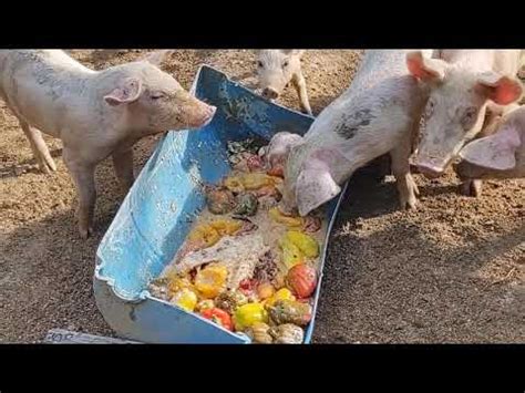 Feeding pigs slop - YouTube