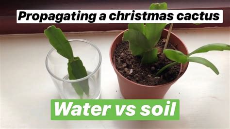 Propagating Christmas cactus water vs soil with updates in 2020 | Christmas cactus, Christmas ...