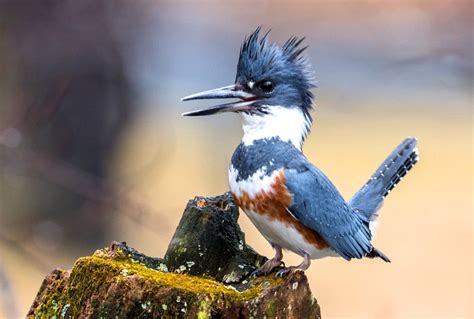 Belted Kingfisher