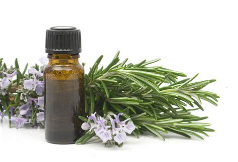 Rosemary Essential Oil | Types | Uses | Benefits | by Joan Morais Naturals