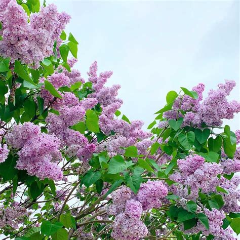 Lilac flower meaning, origins, and other interesting facts