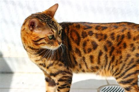 Os 10 Gatos mais caros do mundo | Raças de Gatos Caras