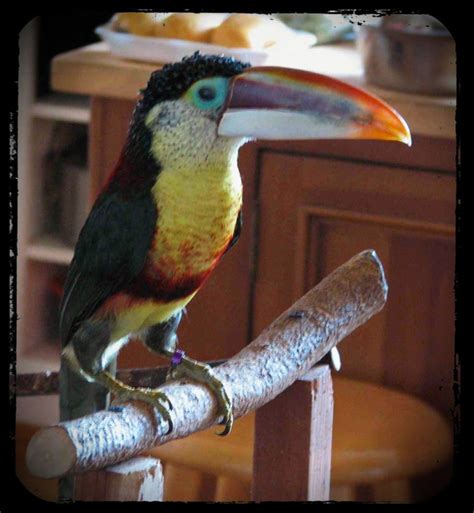 Large vs. Small Toucans as Pets | Adventures in Toucanland