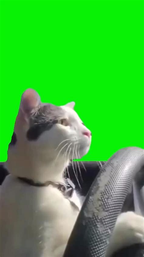 Cat driving a car meme / driver cat in 2024 | Cat memes, Funny cats, Greenscreen