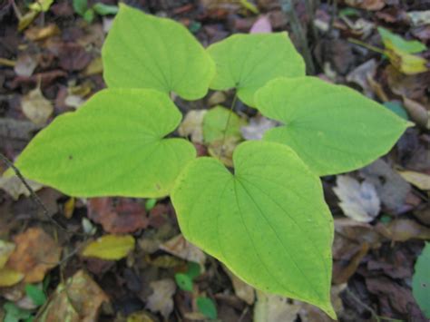 5 Wild Yam Plant Wild Yam Roots Rhizomes Fresh Transplant | Etsy