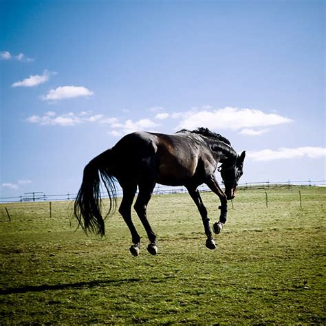 Best Bucking Horse Stock Photos, Pictures & Royalty-Free Images - iStock