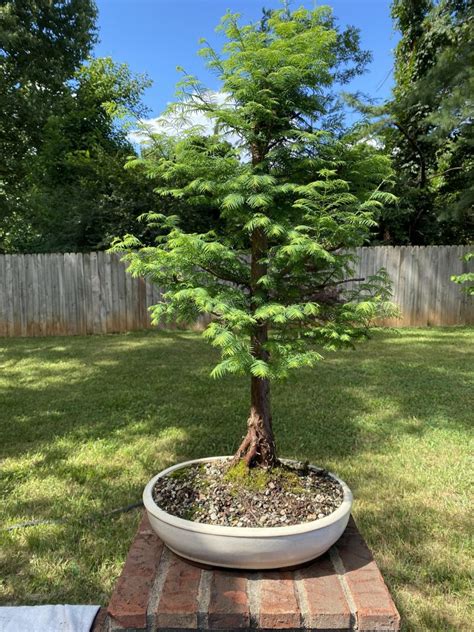 Redwood Bonsai Growers Guide [2021] - The Bonsai Master