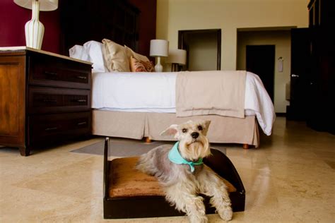 4 Pet-Friendly Hoteles en Los Cabos | Visita Los Cabos