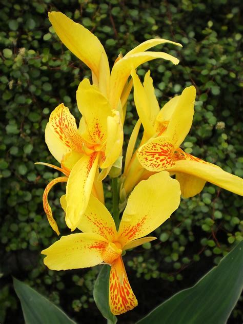 Cannas: Plant Care and Collection of Varieties - Garden.org