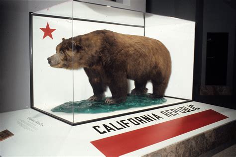 Monarch the California grizzly bear featured in "Bear In Mind: The ...