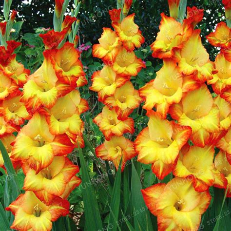 Multi-Color True Gladiolus Bulbs Beautiful Gladiolus Flower Bulbs Flower 2 Bulbs - Seeds