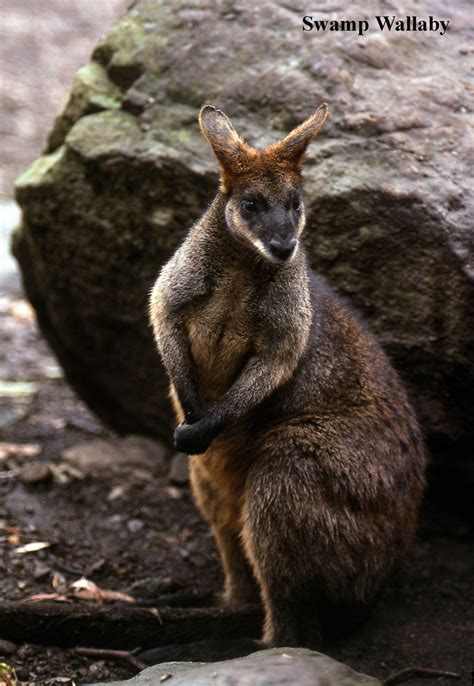 Pinterest | Wallaby, Australian native animals, Australian animals