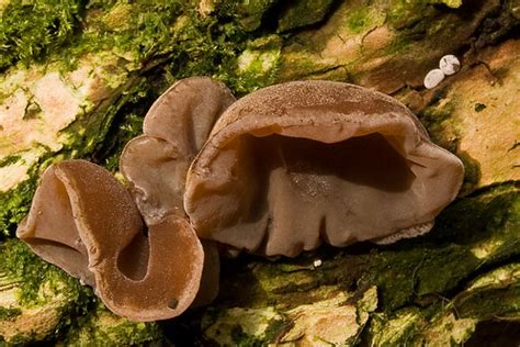 Jelly Ear Fungus | "Auricularia Auricaula- Judae " A rubbery… | Flickr