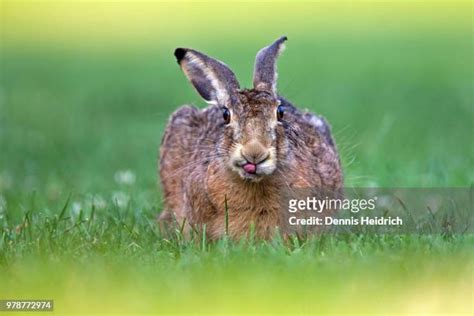 Dennis Rabbitt Photos and Premium High Res Pictures - Getty Images