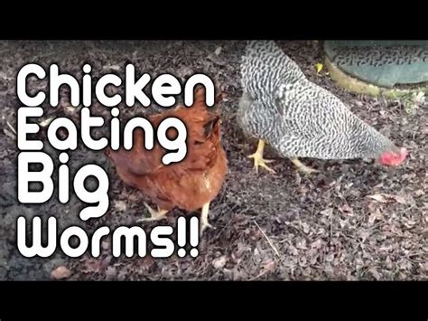 Can Chickens Eat Worms? - HayFarmGuy