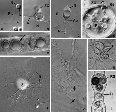 Chytridiomycota | SpringerLink