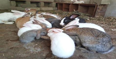 A colony of rabbits [with their kitten] feeding at Rabbit Reino ...