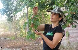 Organización de las Naciones Unidas para la Alimentación y la ...