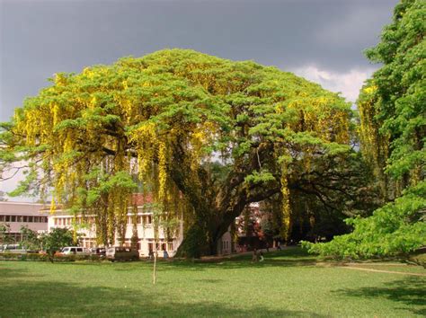 waterfalls of srilanka: BEAUTY OF UNIVERSITY OF PERADENIYA.