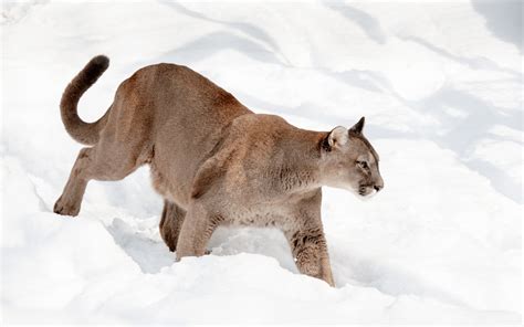 Panthera: Connecting Puma Habitats | LEX Reception