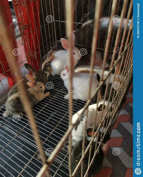 Dwarf rabbits in the cage. stock photo. Image of breed - 266272196