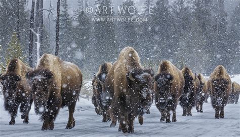 #TechniqueTuesday - Bison in the Snow, Yellowstone National Park - Art Wolfe