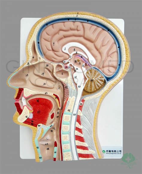 GM-080001 Sagittal Section of Head - Head, Neck, Nervous System and Sense Organs - Teaching Models