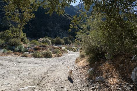 Hiking Stoddard Peak via Barrett Stoddard Road – Mt. Baldy, CA - Trail ...