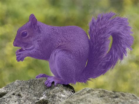 Purple-Squirrel - NPAworldwide