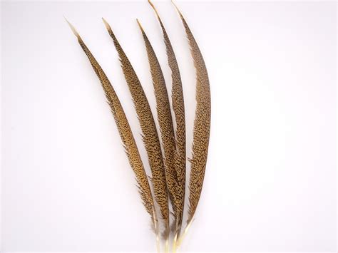 Golden Pheasant Centre Tail Feather – Jaffe