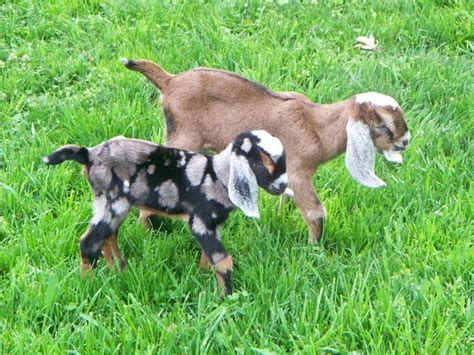 9 best Spotted Nubian Goats! images on Pinterest | Goats, Baby goats and Goat