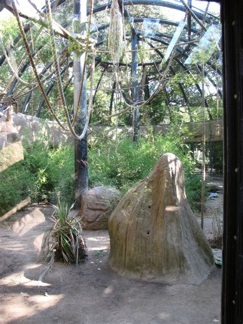 Full Length of Chimpanzee Habitat - ZooChat