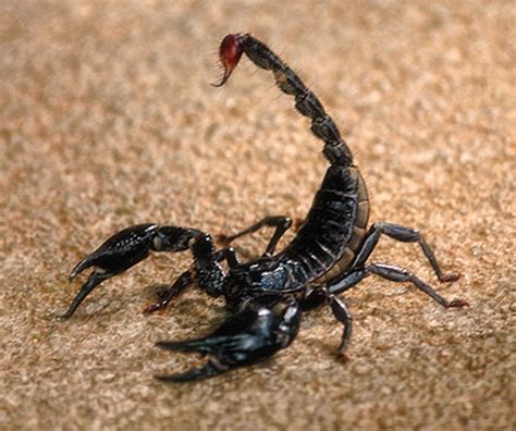 All About Animal Wildlife: Black Scorpion Facts and Photos-Images 2012