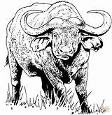 buffalo coloring Page 518658 sketch template