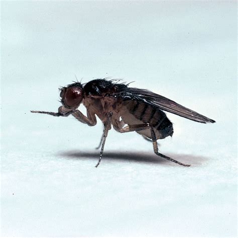 Drosophila, Living, sepia ebony, Chromosome 3 Mutant, Vial of 25–30 ...