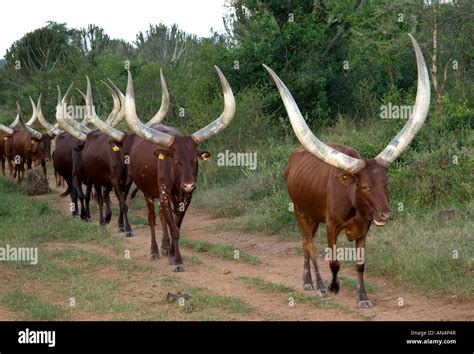 Ankole cattle Stock Photo - Alamy