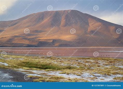 Amazing Red Salt Lake or Laguna Colorada with Uncountable Flamingos on ...