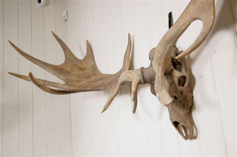 A Monumental pair of Irish Elk Antlers at 1stdibs