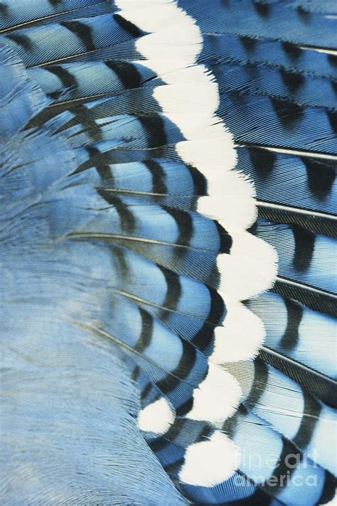 Blue Jay Feathers Photograph by Tom Martin - Fine Art America