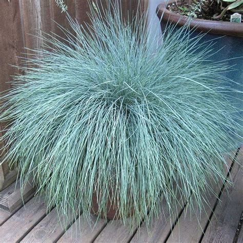 Dwarf Blue Fescue Grass : Blue fescue elijah blue festuca glauca blue fescue elijah blue is a ...