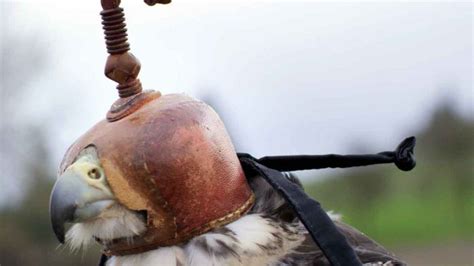 Hunting With Bird Of Prey: 'Mother Falcon' Film | GearJunkie