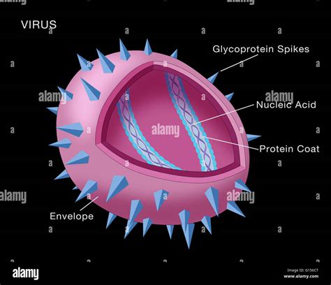 Virus Diagram Structure