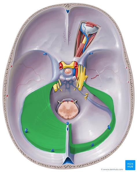 Tentorium cerebelli: Anatomy and function | Kenhub