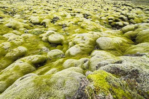 Icelandic moss - Iceland Unwrapped