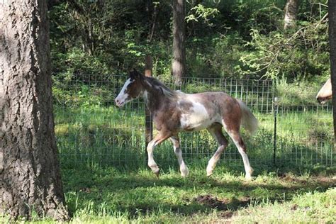 Ultimate Horse Coat Color Guide Featuring Mustangs | Horse coat colors ...