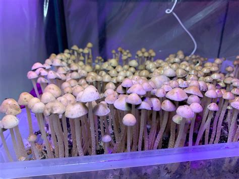 Panaeolus cyanescens vs Psilocybe cubensis: What’s the Difference? | Inoculate the World