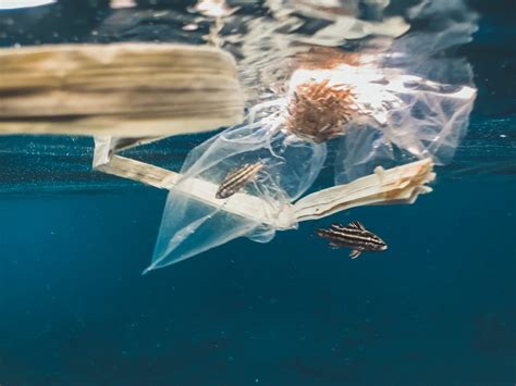 Plastic pollution & marine litter: Mapping existing global initiatives & organizations - Qgreen ...