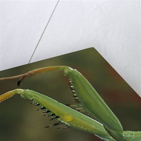 Mantis religiosa (praying mantis) - forelegs posters & prints by Corbis